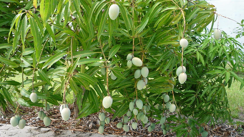 Información completa de Árbol de mango, árbol de mango alfanso full fondo de pantalla