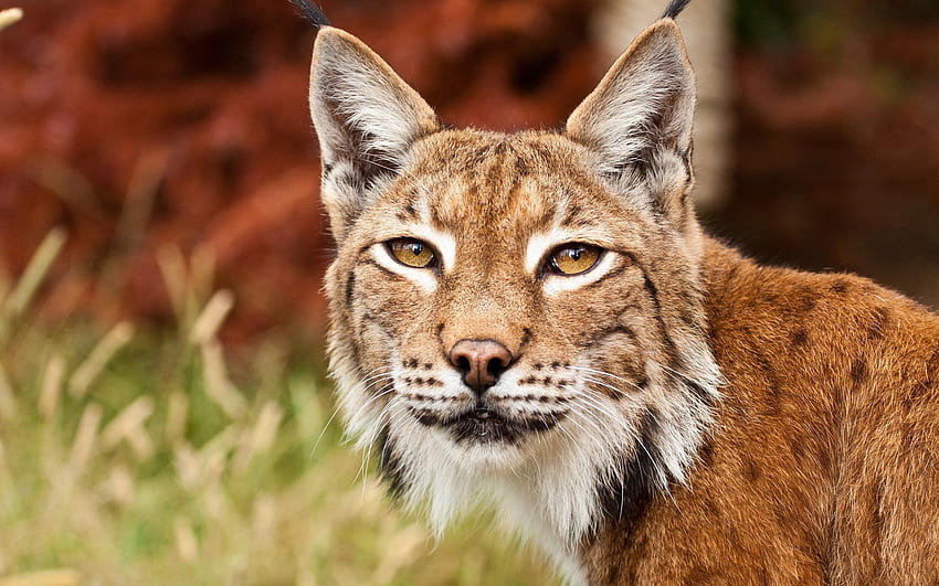 Bobcat , Bobcats Lynx Face, bobcat close up HD wallpaper | Pxfuel