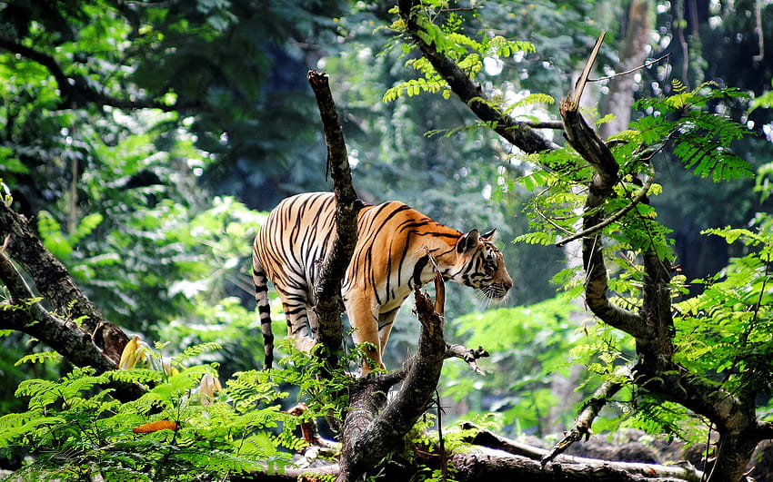 Bengal Tiger in Jungle in jpg format for, indian forest HD wallpaper