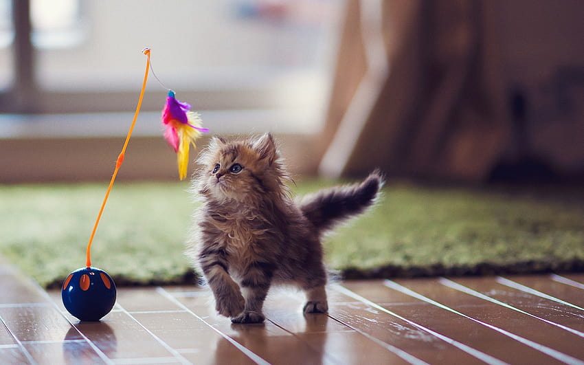 Cute Kitten Play Toy, cat toy HD wallpaper