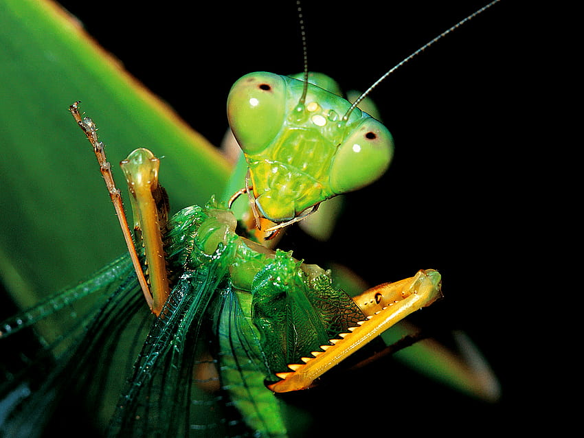 Baby Praying Mantis Eating , Backgrounds HD wallpaper