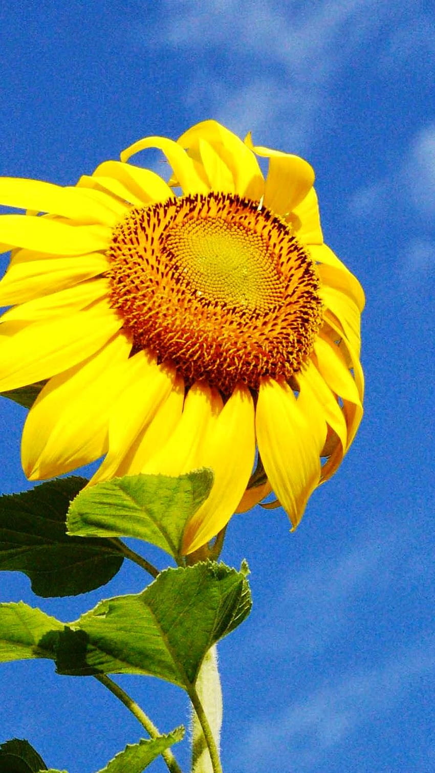 Yellow Sunflower iPhone 6 HD phone wallpaper