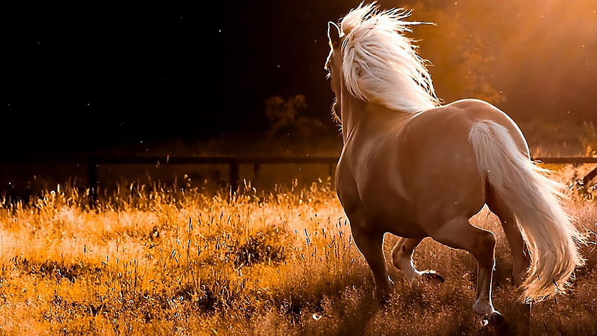 7 Beautiful Horses, pretty horses HD wallpaper