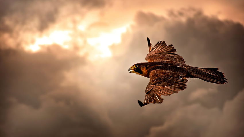 1920x1080 Hawk Flying In Sky Laptop Full , Backgrounds, and HD wallpaper