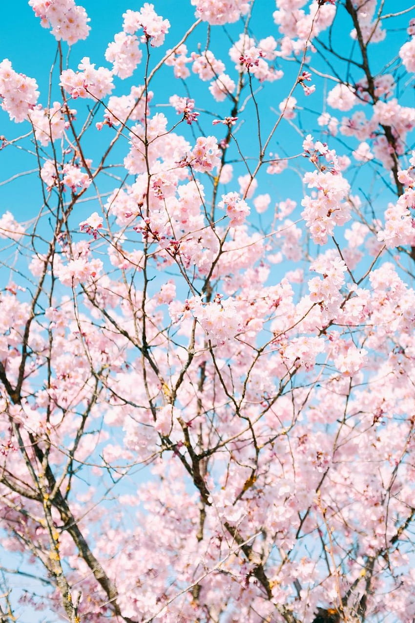 [3 Cherry Aesthetic, cherry blossoms aesthetic HD phone wallpaper | Pxfuel