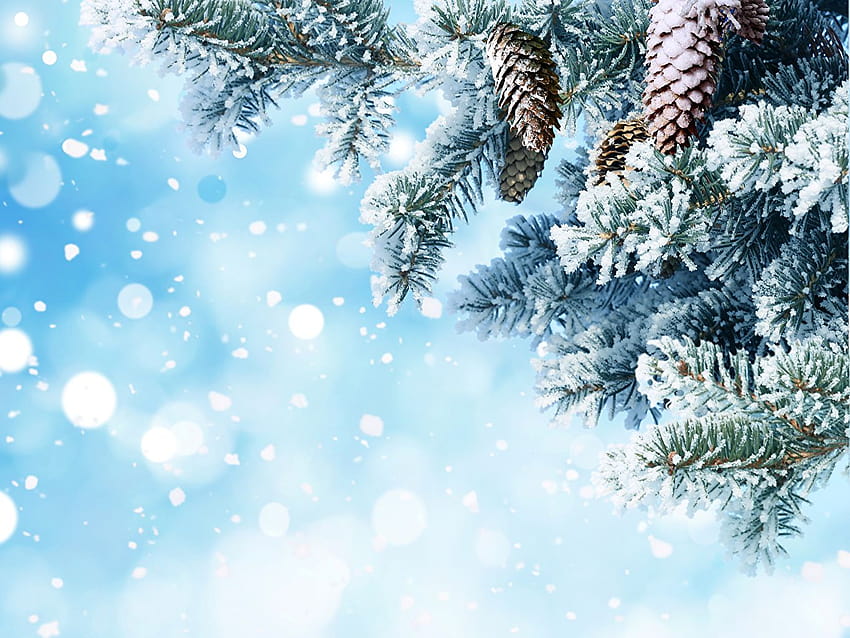 冬の自然 雪 枝 針葉樹の円錐形、冬の枝 高画質の壁紙