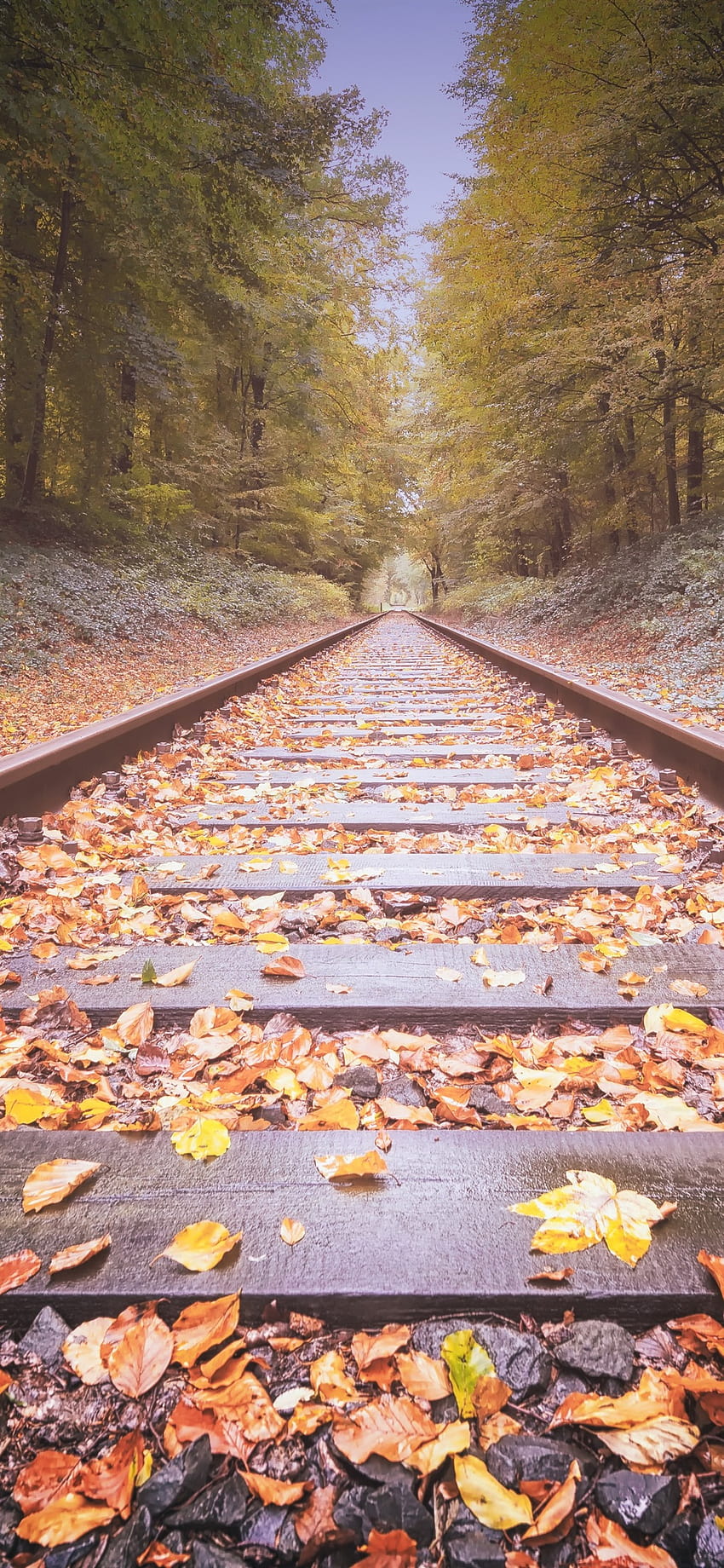 Ferrocarril, hojas amarillas, árboles, otoño 1242x2688 iPhone 11 Pro/XS Max, , tren de otoño fondo de pantalla del teléfono