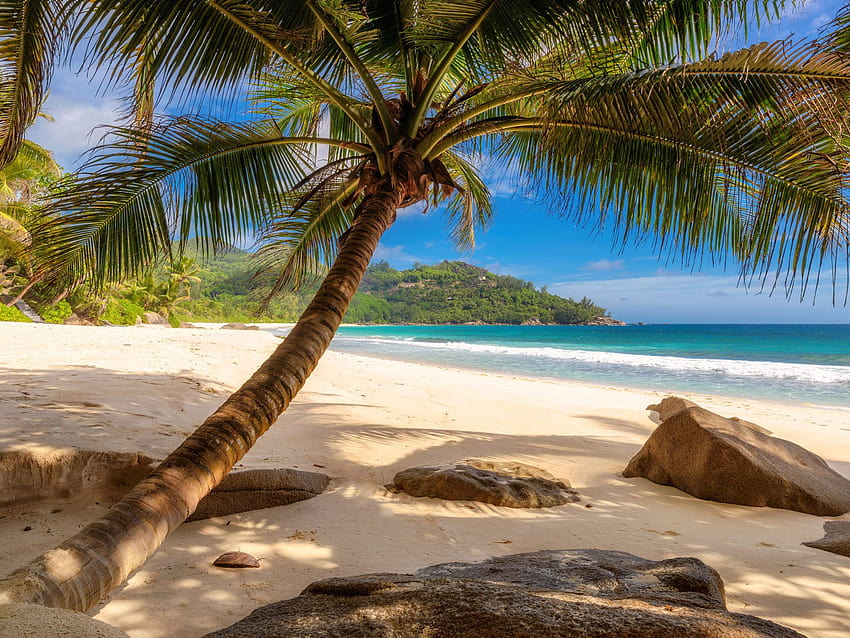 Anse Intendance en Seychelles Mahe Island Hermosa playa tropical, cocotero fondo de pantalla