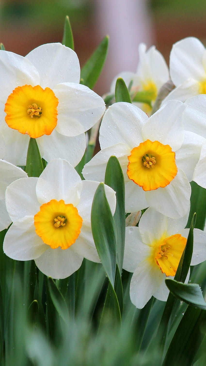Earth / Daffodil, narcissus HD phone wallpaper