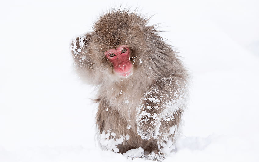 2560x1600 mono, animales, nieve, invierno, macaco japonés fondo de pantalla