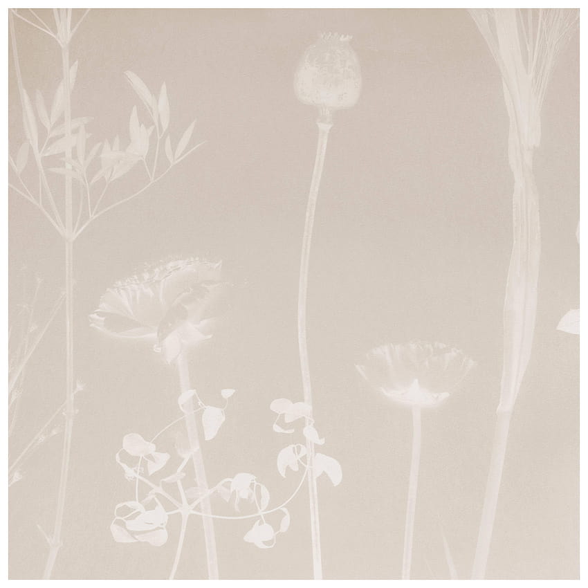 Flora Thistle or Wall Mural in Matte Cyanotype Taupe For HD phone wallpaper
