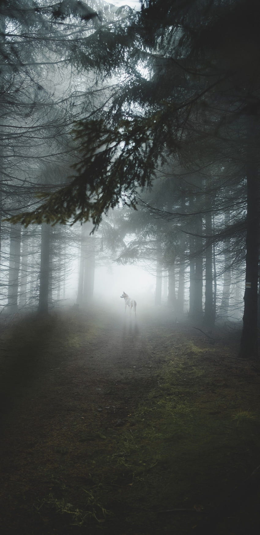 1440x2960 White Wolf, Majestic, Forest, Trees, Foggy, forest morning light HD phone wallpaper