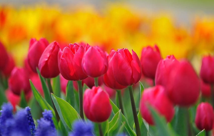 flowers, nature, stems, paint, glade, bright, spring, yellow, tulips, pink, buds, flowering, blue, raspberry, hyacinths , section цветы, bright spring HD wallpaper