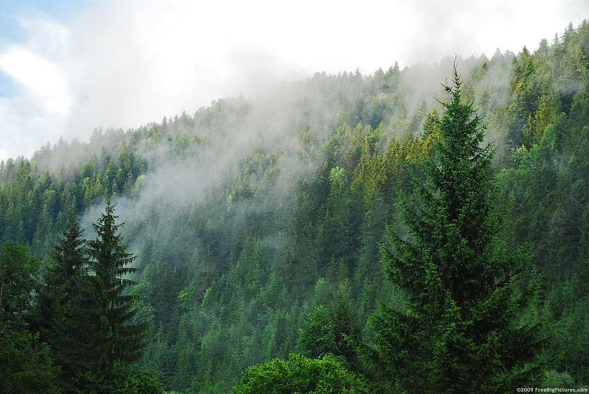 ป่าสน, ป่าเขตอบอุ่น วอลล์เปเปอร์ HD
