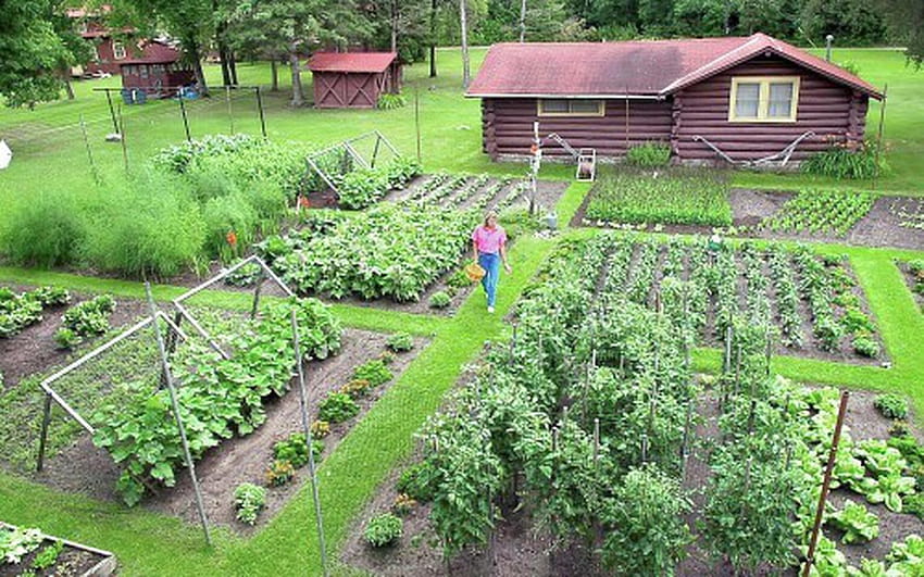 Ogród warzywny Tapeta HD