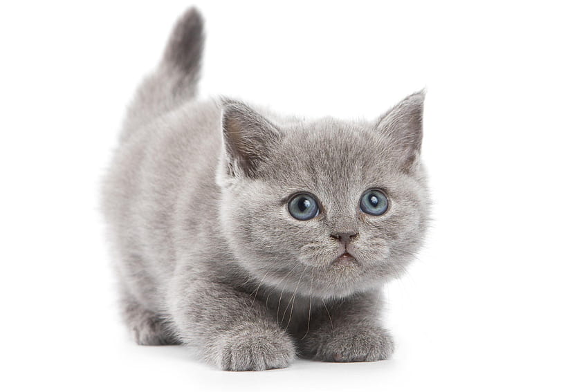 Cute baby grey kittens HD wallpapers | Pxfuel