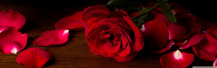 Czerwony kwiat róży, płatki Ultra tła dla U Telewizor: panoramiczny i ultraszeroki i laptop: wiele wyświetlaczy, dwa monitory: tablet: smartfon, estetyczne kwiaty 1920x600 Tapeta HD