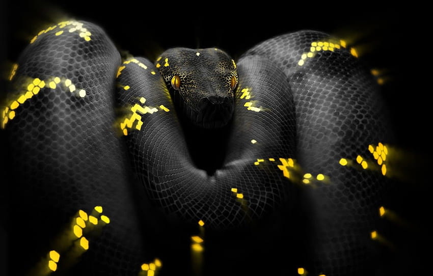 Python Snake HD wallpaper