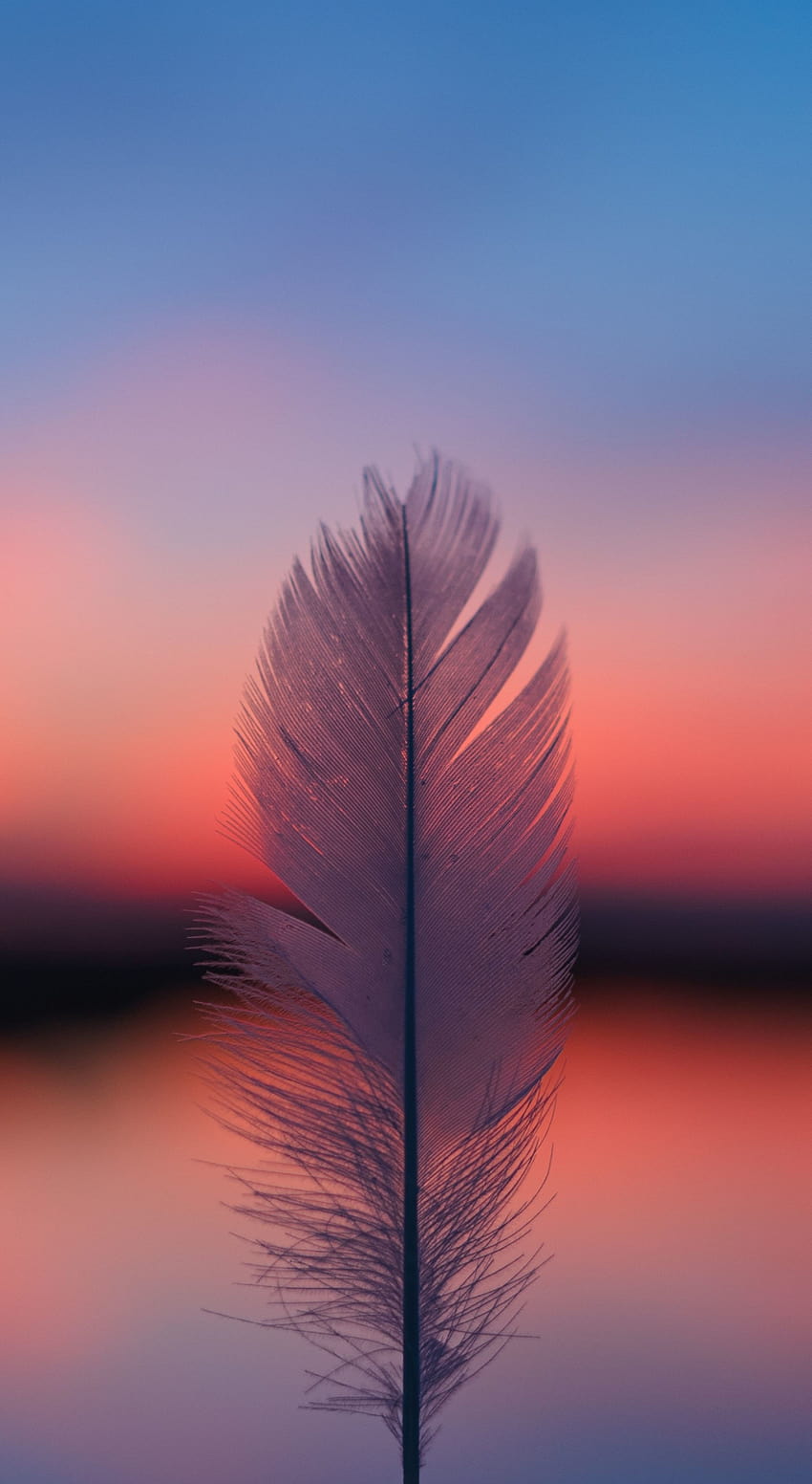 1440x2630 Feather, focus, blur, sunset ...pinterest, sunset mobile ...