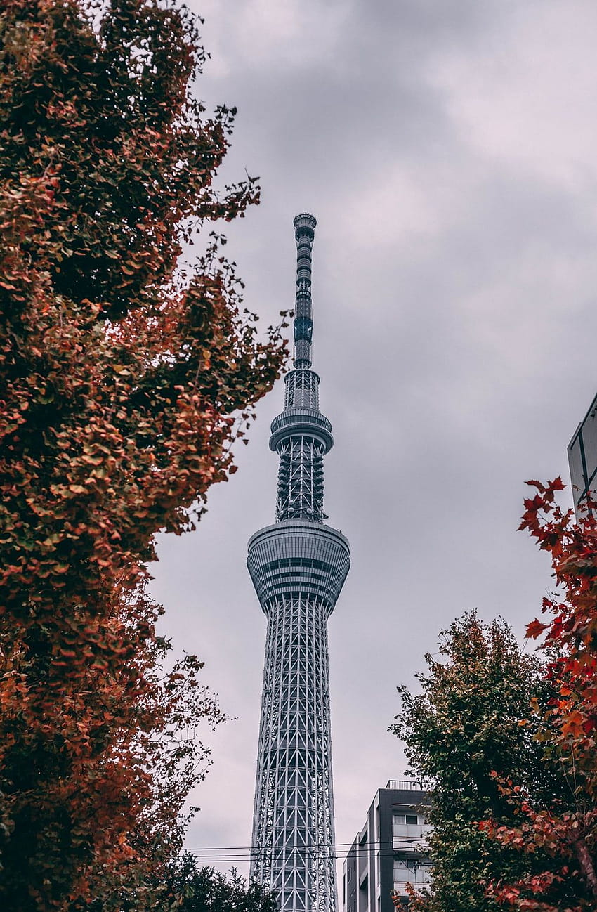 Tokyo Sky Tree wallpaper ponsel HD