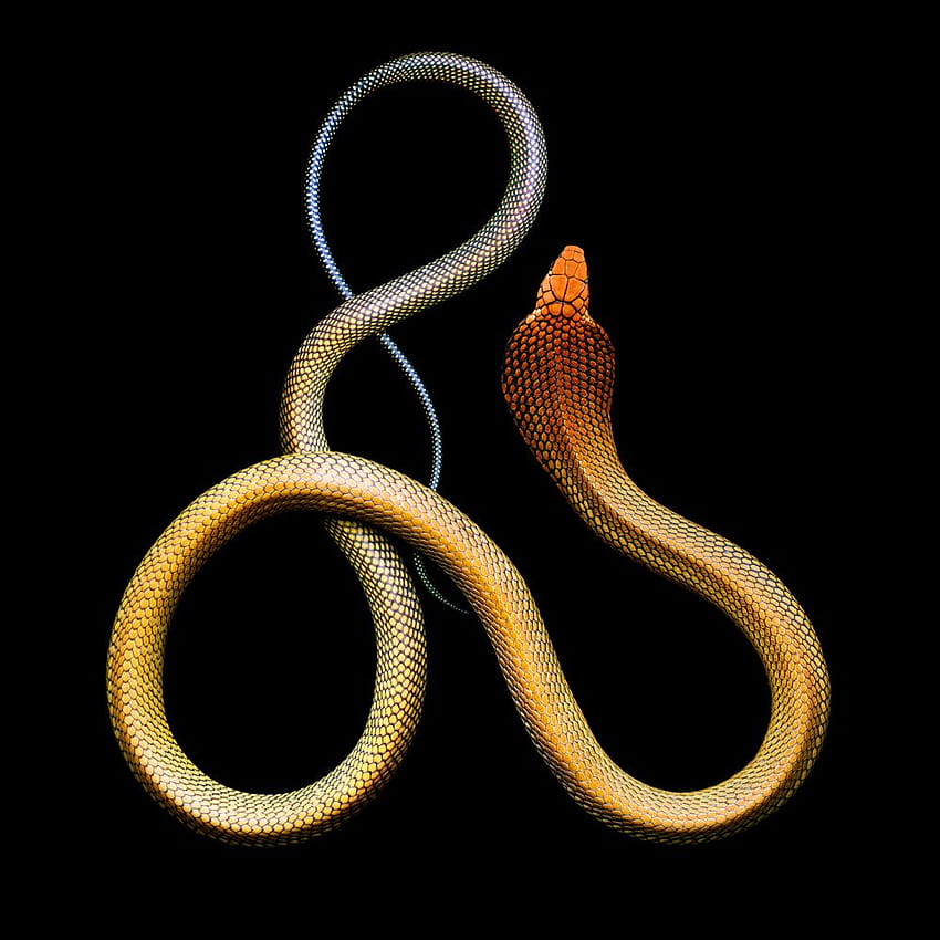 Vivid Snake Come at a Cost, schwarze Mamba und Königskobra HD-Handy-Hintergrundbild