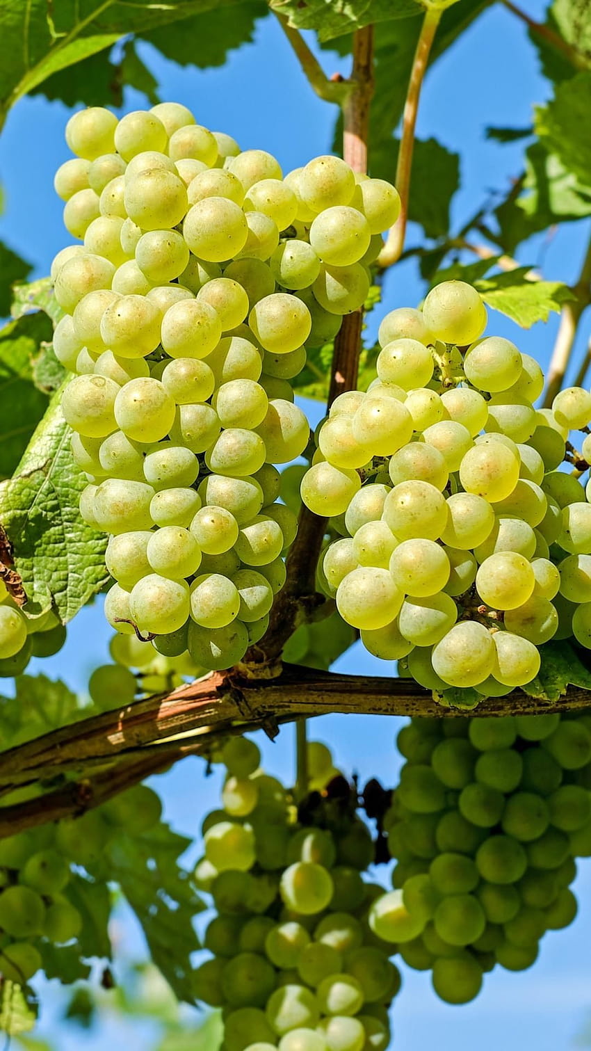 Grapes Best for Android, green grapes HD phone wallpaper