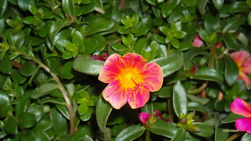 Portulaca Grandiflora-Blumen HD-Hintergrundbild
