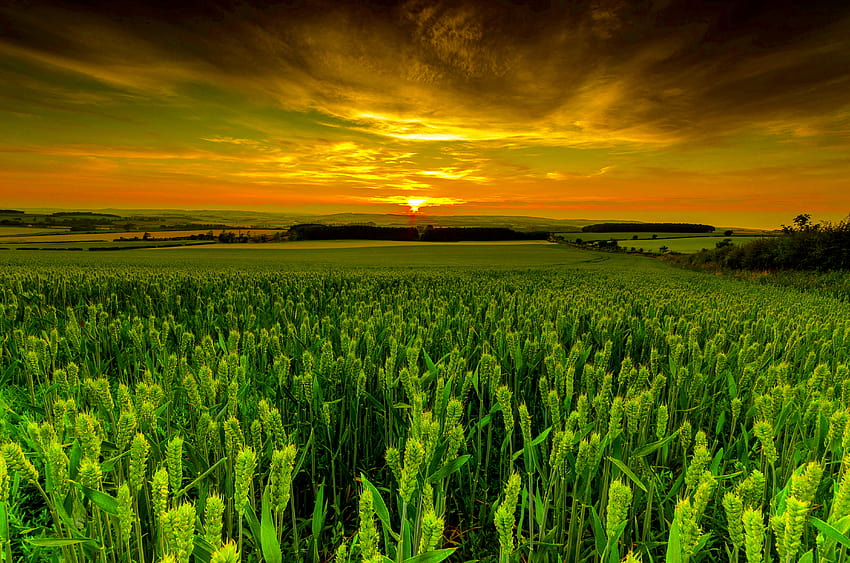 crop ,field,crop,agriculture,cash crop,farm, agronomy HD wallpaper