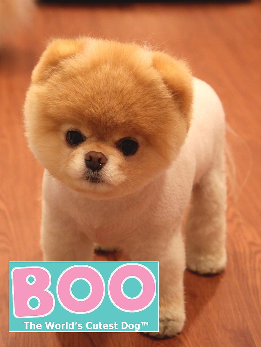 Boo the Worlds Cutest Dog [2383x3168] for your HD phone wallpaper ...