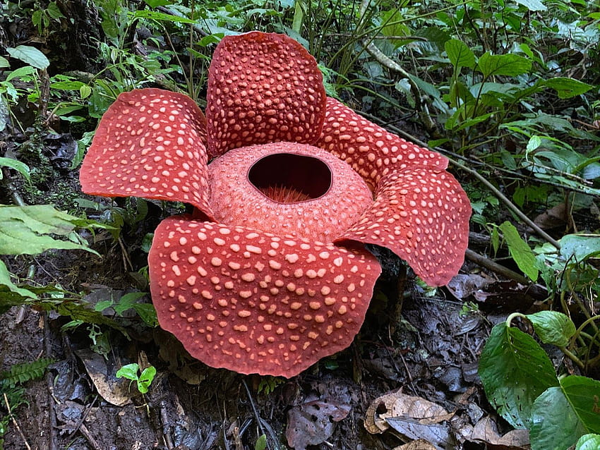 A garden's chronicle: Meeting with Rafflesia arnoldii, the world largest  flower HD wallpaper | Pxfuel