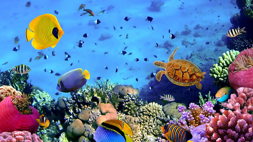 4 Animated Coral Reef, the great barrier reef HD wallpaper