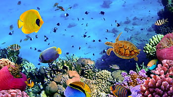 San hô là một loại sinh vật biển đầy màu sắc và đẹp một cách kỳ diệu. Cùng khám phá thế giới san hô với những hình ảnh độc đáo, tuyệt đẹp, và tìm hiểu về các loài san hô đa dạng và phong phú trong môi trường sống của chúng. Hãy thưởng thức những hình ảnh đẹp mắt của san hô, sẽ làm cho bạn thích thú và bất ngờ.
