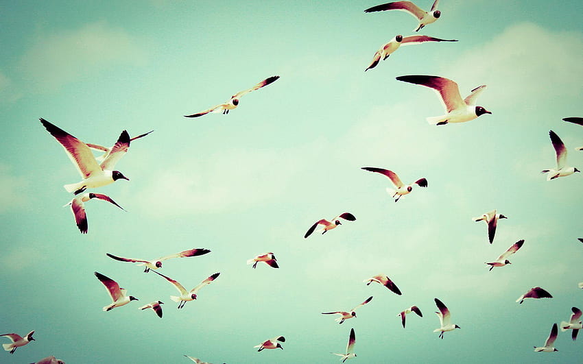 Birds Flying High Resolution • dodskypict, flying birds HD wallpaper