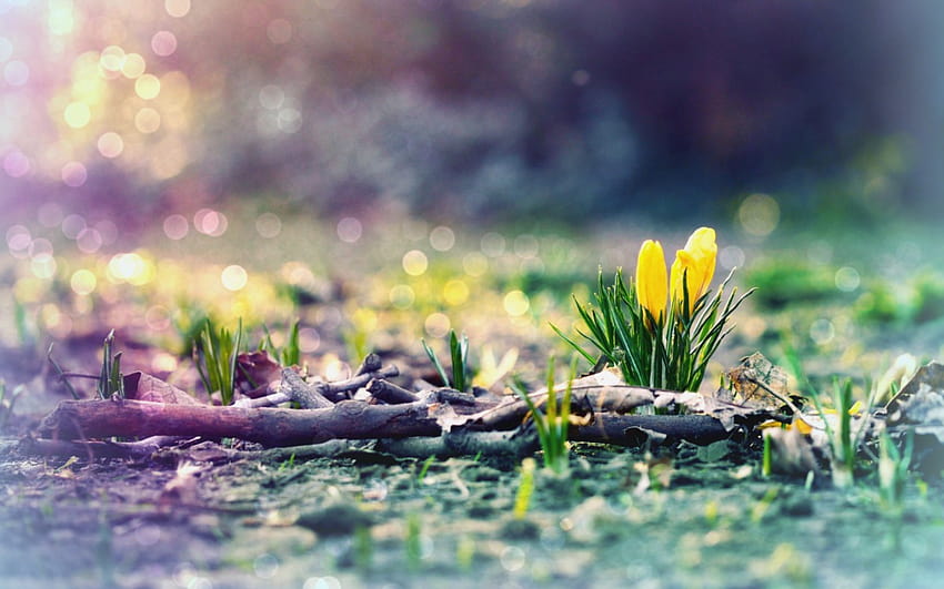 3 Early Spring HD wallpaper