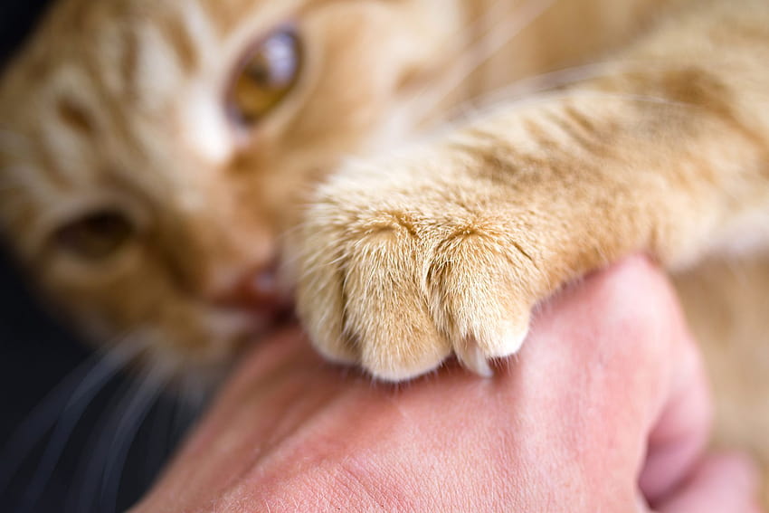 Cat Scratch Fever: Causes, Symptoms, & Treatment + Prevention for Your Favorite Feline HD wallpaper