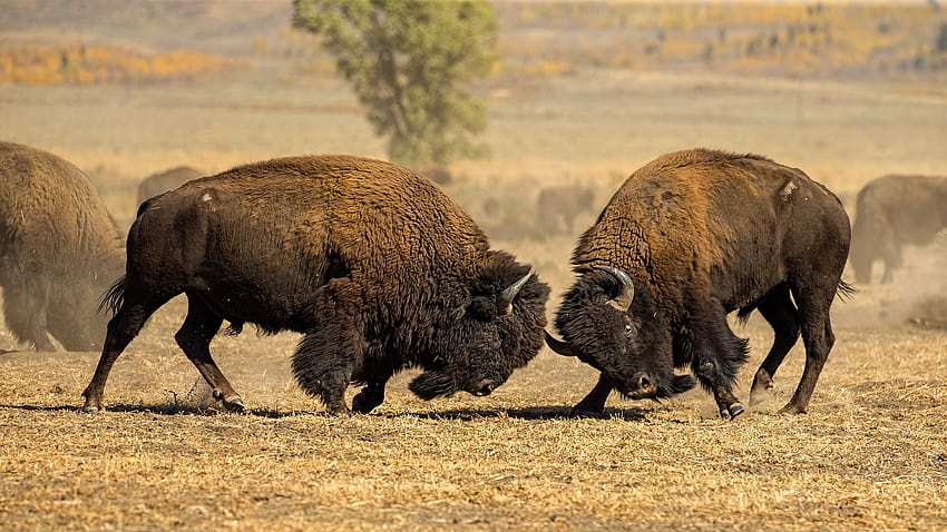 American Bison, fighting bison HD wallpaper