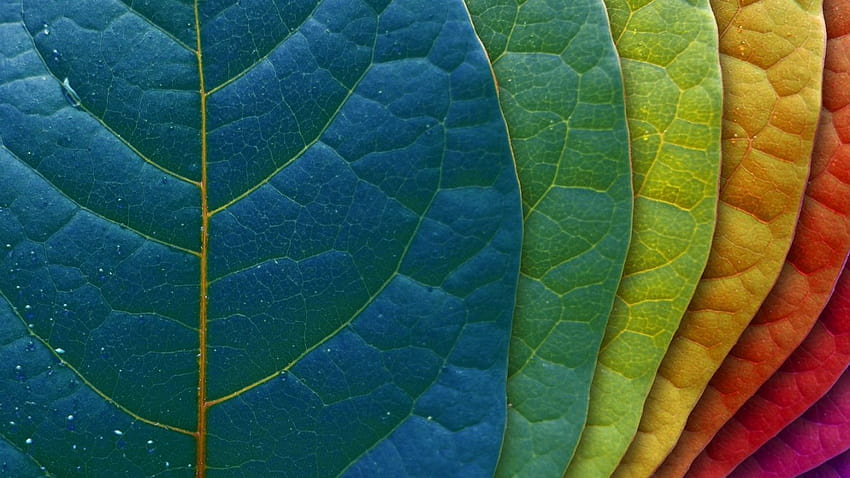 Amostra de cores Nature Amostra de cores Nature [1680x1050] para seu celular e tablet papel de parede HD