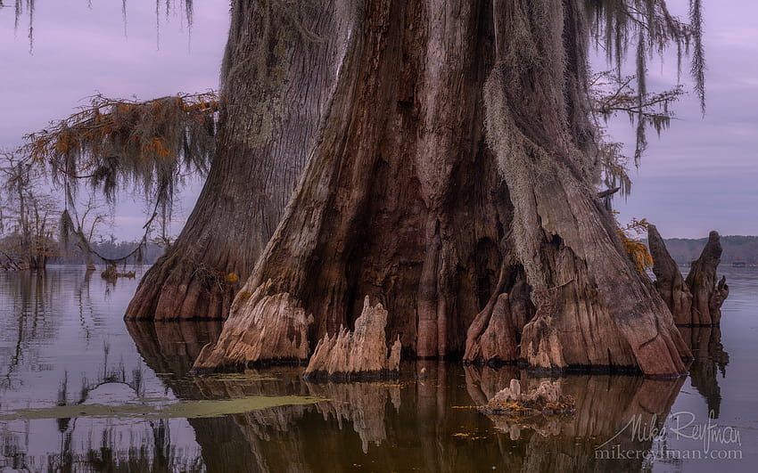 Rotten trunk of old Bald Cypress tree. Lake Martin, old trees swamp HD wallpaper
