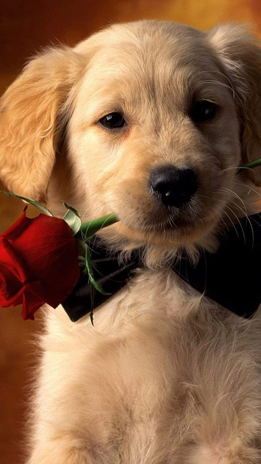Валентин куче с червена роза мобилен . HD тапет за телефон