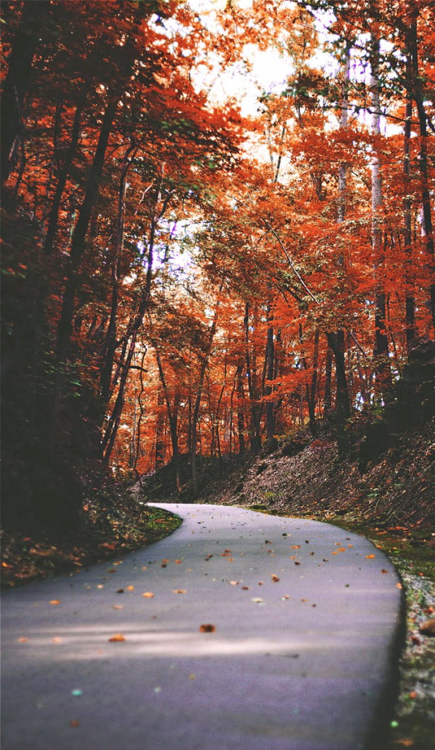 Amazing autumn road with shades of burnt orange colour, colour autumn HD phone wallpaper