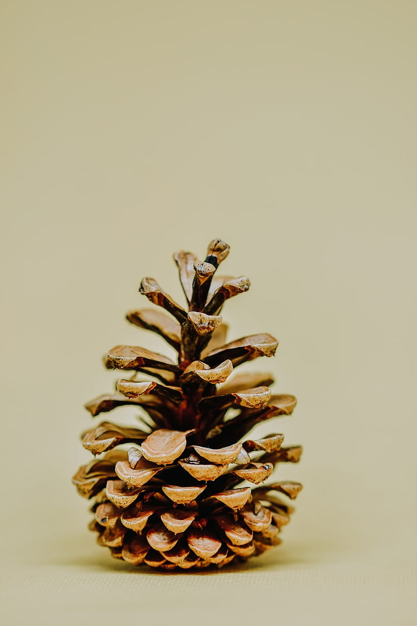 brown pine cone on white backgrounds – Plant, pinecone HD phone wallpaper