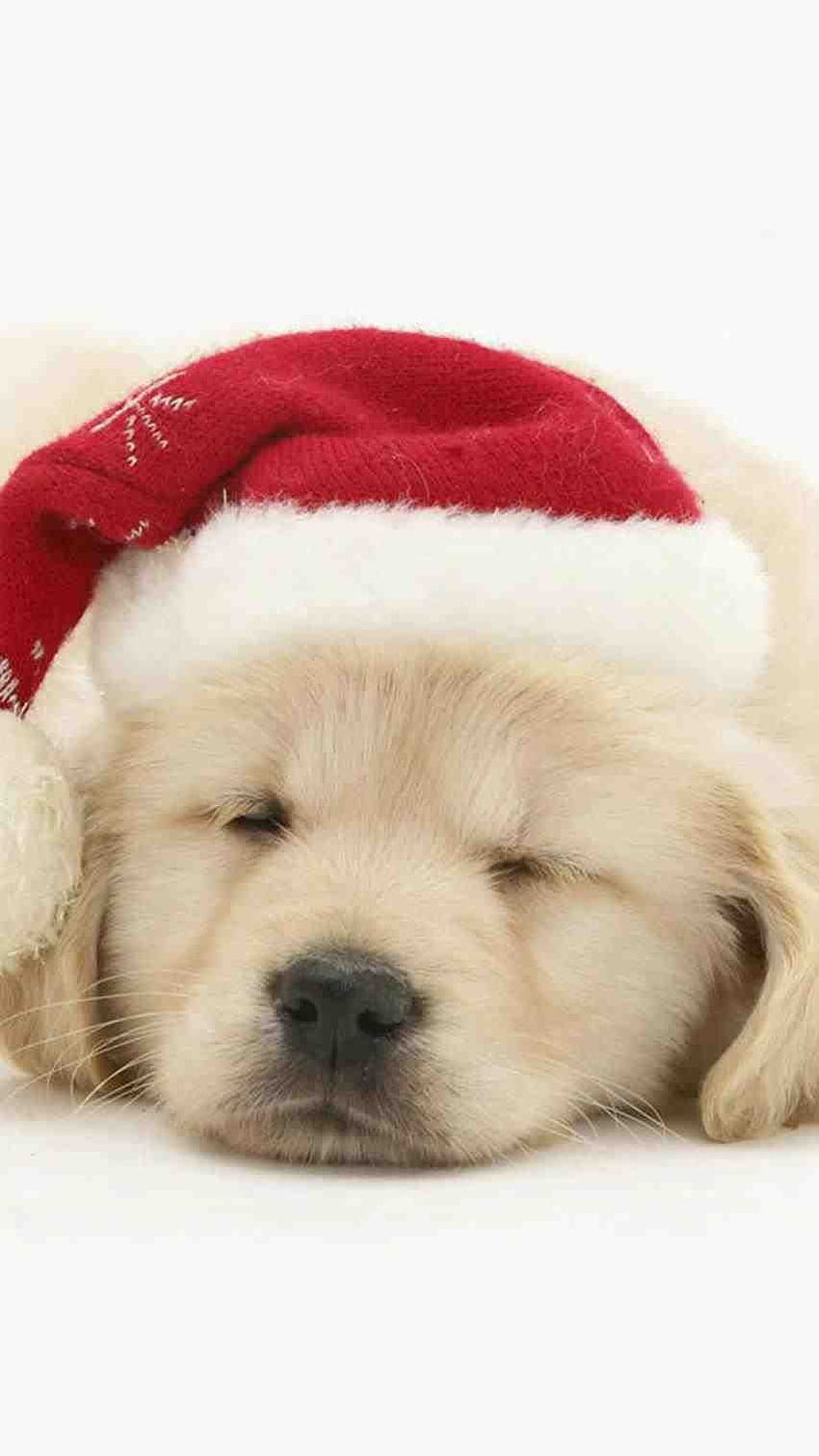 Cute Dog Christmas Ipad HD phone wallpaper | Pxfuel