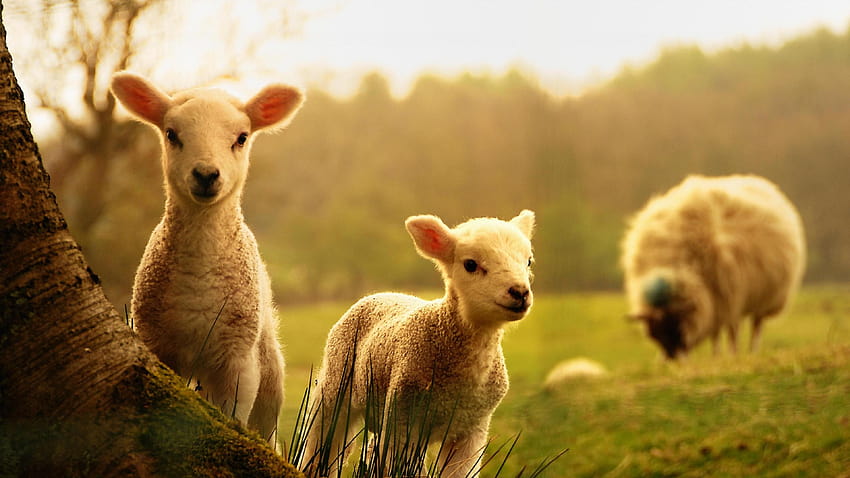 Sheep Full 79351 HD wallpaper | Pxfuel