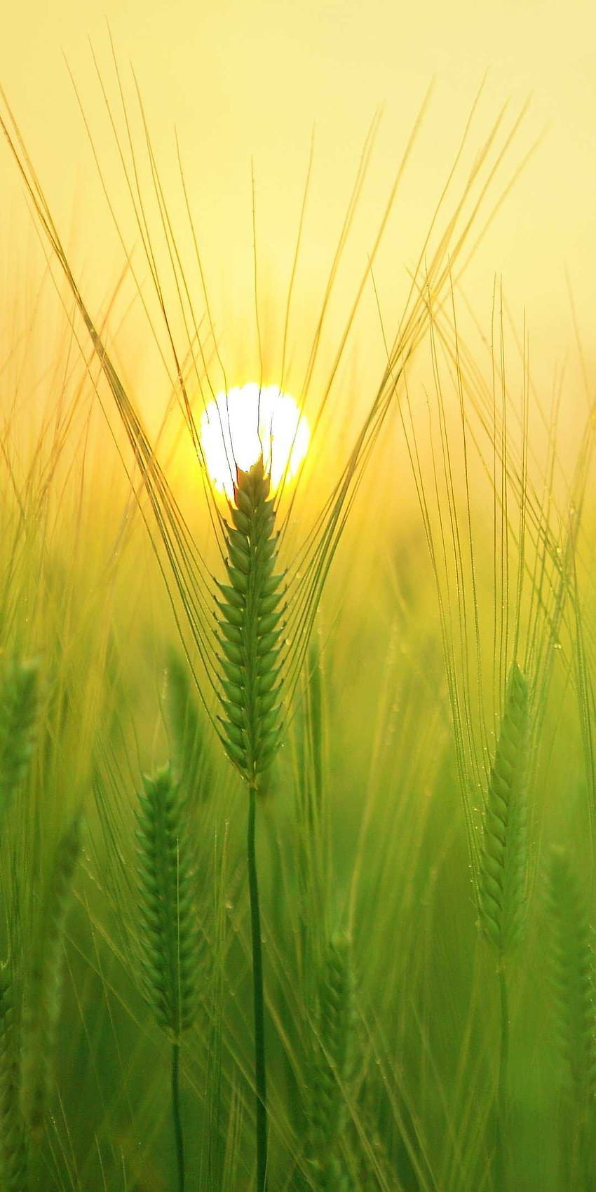 Barley Field, wheat android HD phone wallpaper