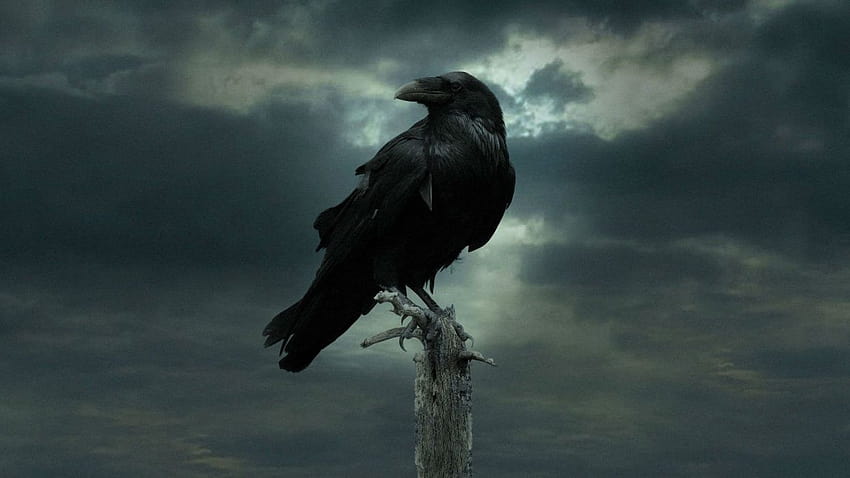 Dark Crow, black raven HD wallpaper