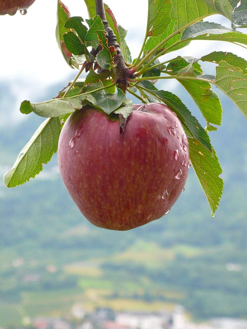 Maçã fruta na árvore, fruta maçã Papel de parede de celular HD