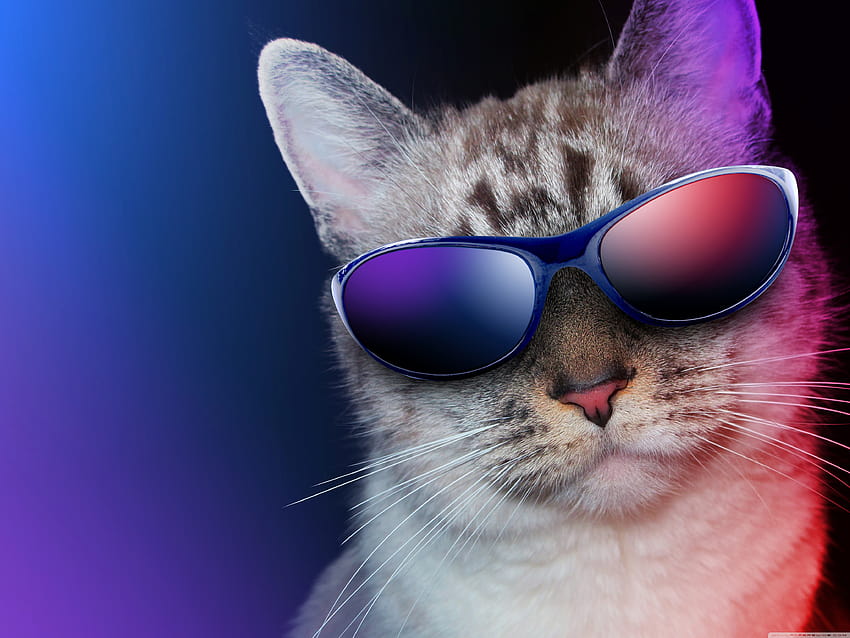 Occhiali da sole Party Cat, gatto con occhiali da sole Sfondo HD