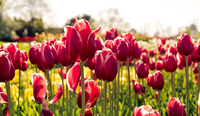 Tulip dan umbi bunga di belanda, bunga tulip belanda musim semi Wallpaper HD