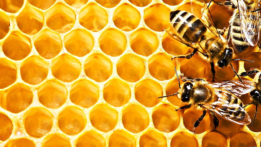 ハニー・オン・ゲット、ミツバチ 高画質の壁紙