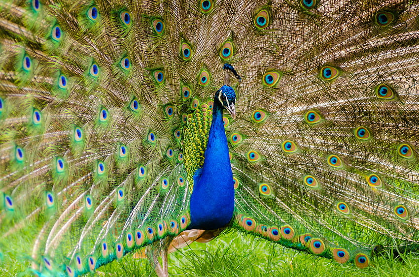 535508 animal, animal graphy, beautiful, bird, colorful, colourful, feathers, grass, long neck, pattern, peacock, peafowl, plumage, vibrant, wildlife HD wallpaper